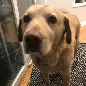 Meet your Posher, Andi